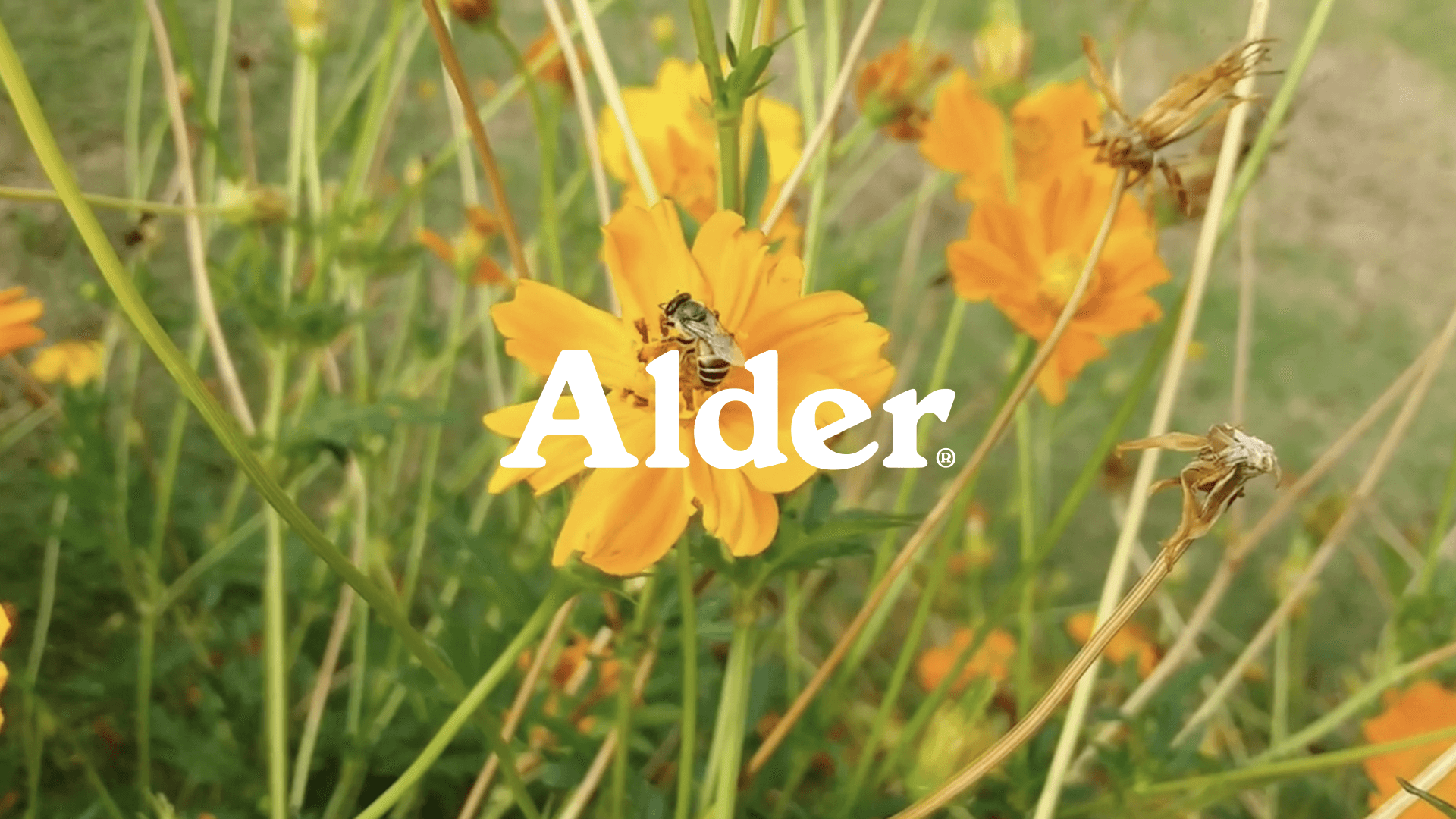 Alder website landing page